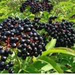 За лекување на карцином помага црниот боз