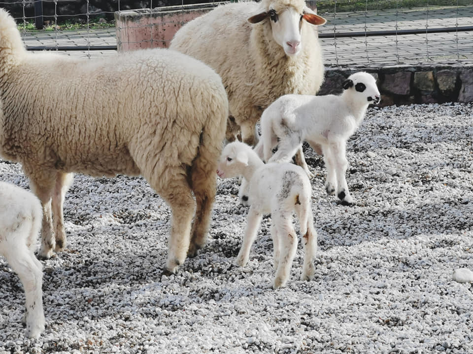 Трипуновски: Досега откупени 100.000 јагниња и над милијарда денари исплатени за грло овца