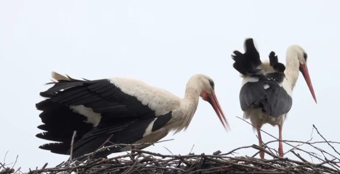 СВЕТСКА ПРИКАЗНА: Штркот Клепетан се врати со нова штрчица во Хрватска, но не ја заборави угинатата Малена, со која мина 20 години