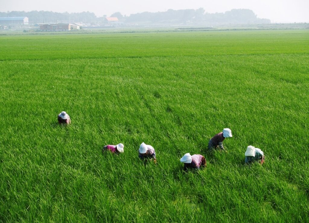 Македонските полиња се празнат: Земјоделците се ориентираат кон побезбедни култури
