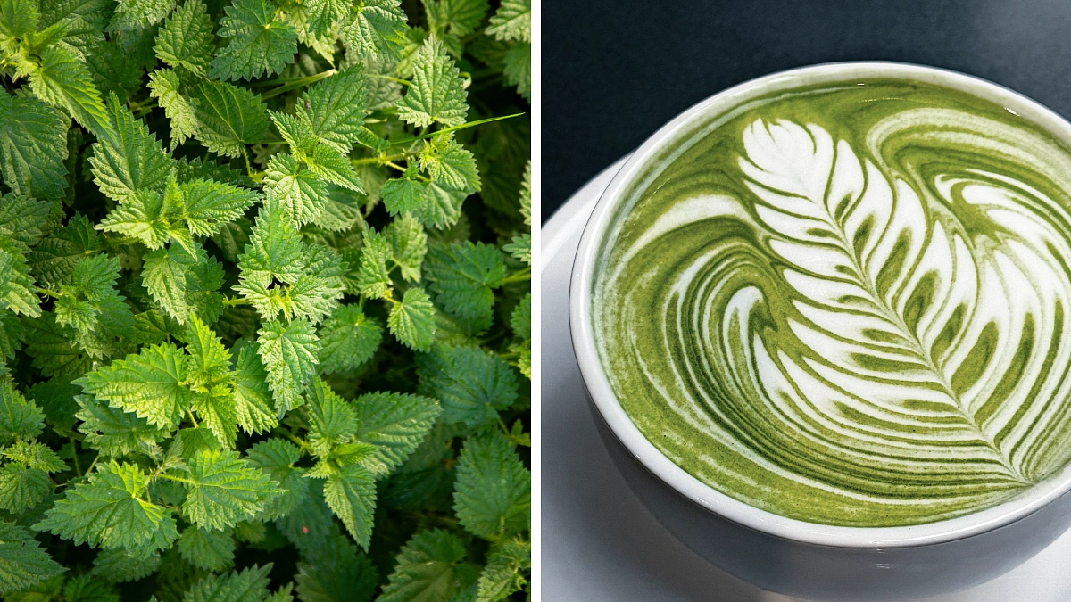 Како се прави нордиско лате? Пијалок богат со есенцијални минерали и витамини