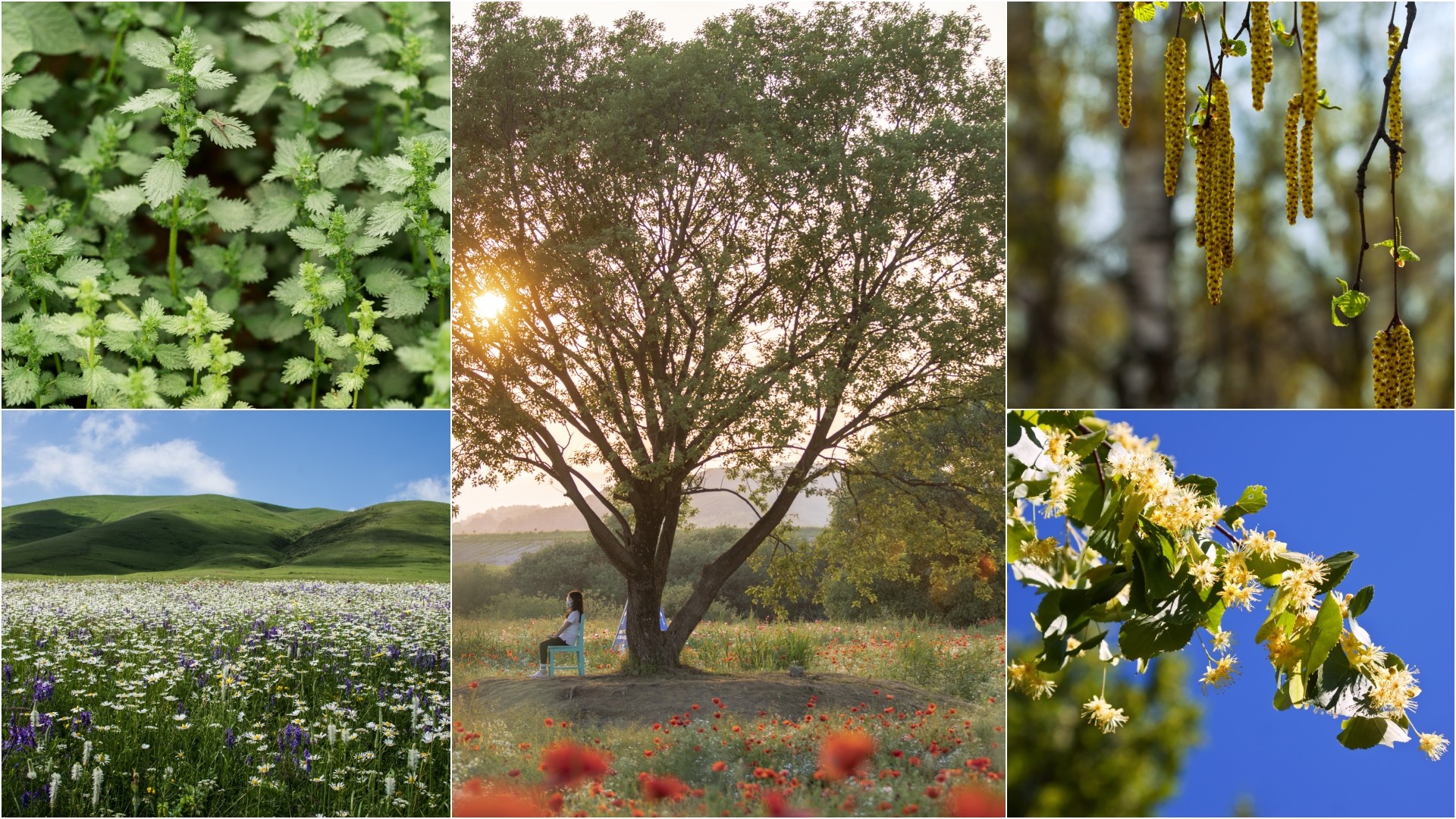 Тивка закана во воздухот: Пролетните растенија што предизвикуваат силни алергии