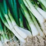 Младиот кромид е спас за 3 вида болести: Стар народен лек што треба да го знаете