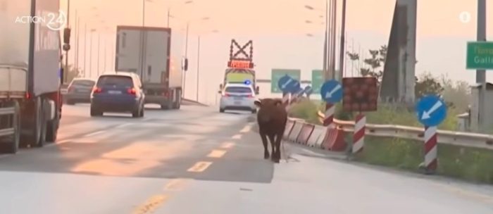 (видео) ИЗГУБЕН БИК НА АВТОПАТ ВО ГРЦИЈА: Бикот меѓу возилата предизвика сообраќаен хаос кај Солун, но за среќа без сообраќајна несреќа