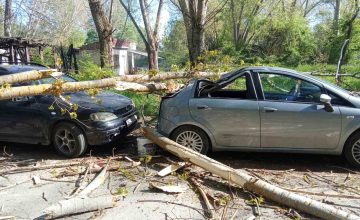 Дрво оштети два автомобили во “Андон Дуков”