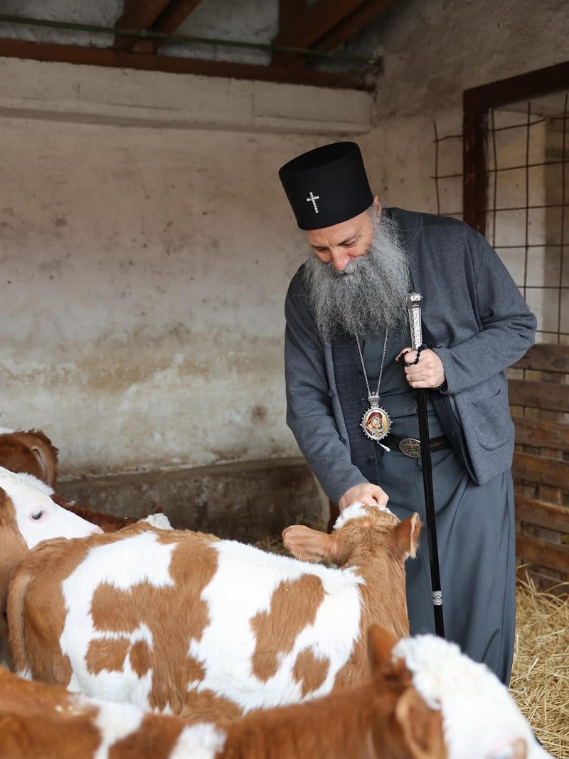 Српскиот патријарх се сликаше со јагниња и телиња во манастирска фарма
