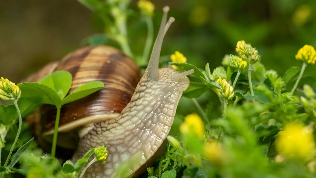 Полжавите ви ги уништуваат цвеќето и зеленчукот? Спасете се од нив засекогаш со една состојка од кујната