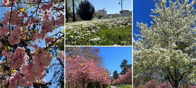 Градскиот парк во Скопје е сцена од бајка во пролет (фото)