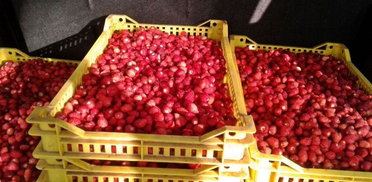 Царина заплени 12,5 тони овошје и зеленчук, меѓу кои големо количество авокадо и јагоди