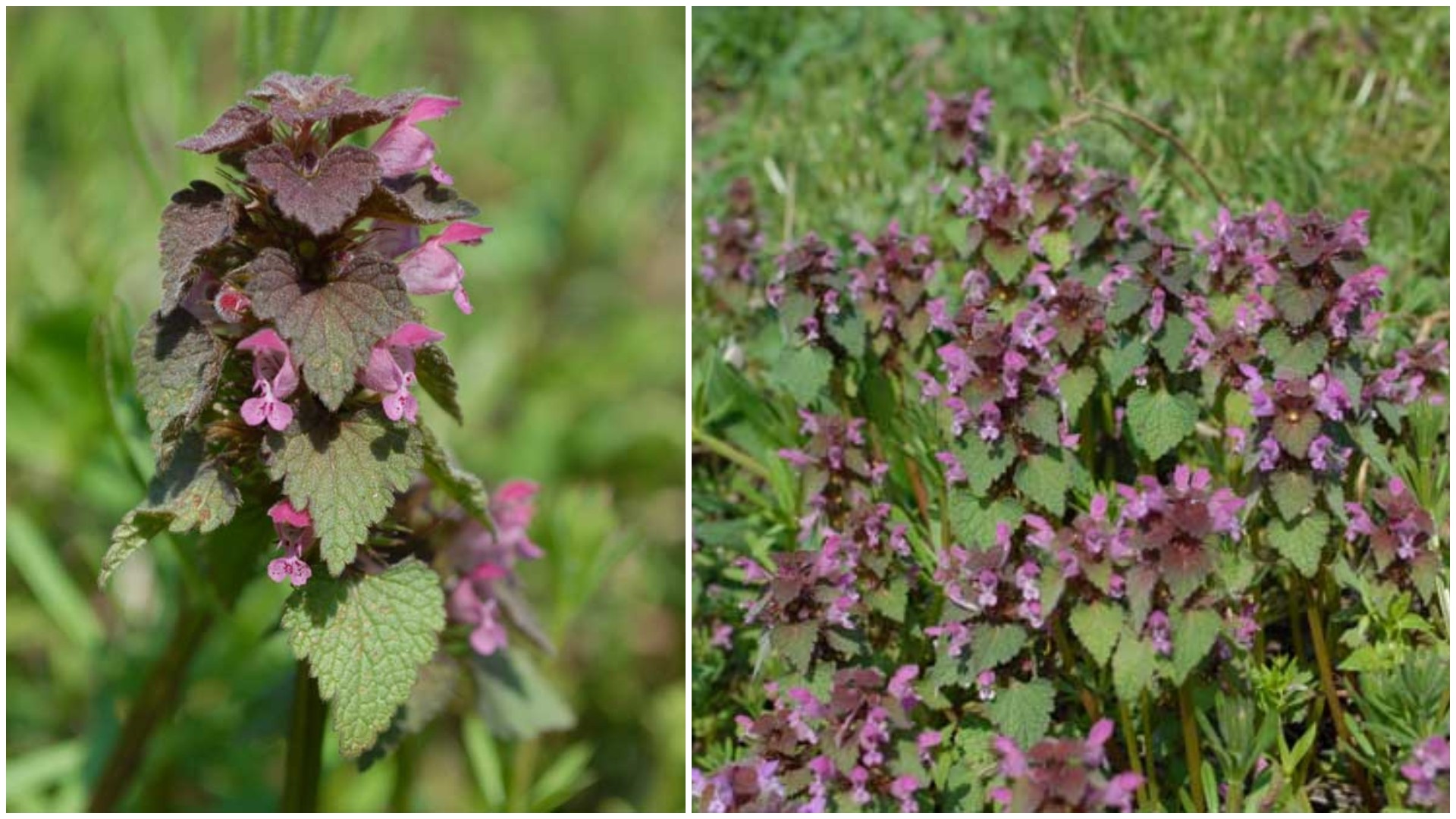 Се јаде, лекува и не пече: Црвената мртва коприва – заборавено богатство од природата