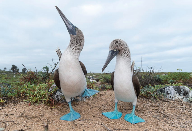 Природата пулсира во универзален ритам: Две отчукувања во секунда