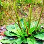 Пролетни растенија кои се корисни за убавина