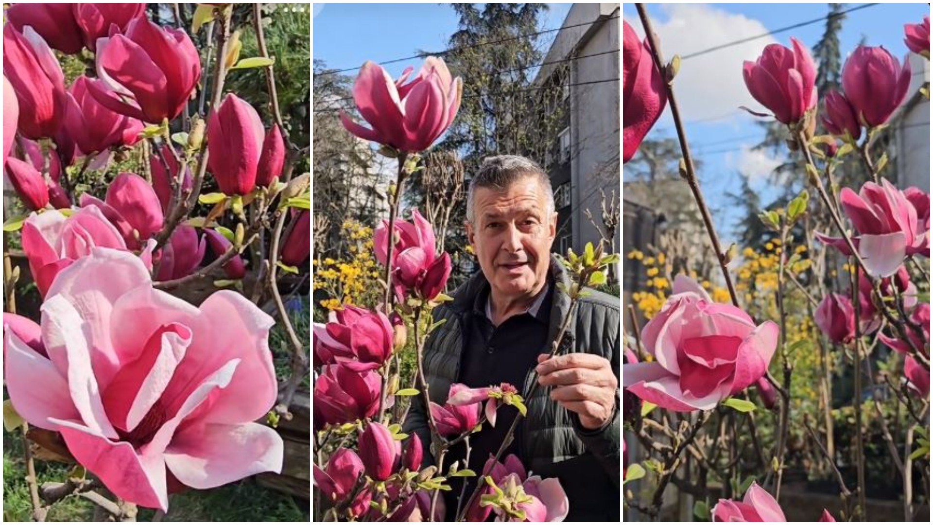 НАЈУБАВОТО ДРВО кое цвета до првиот мраз: Не бара посебна грижа и ја претвора обичната градина во ЛУКСУЗНА ОАЗА