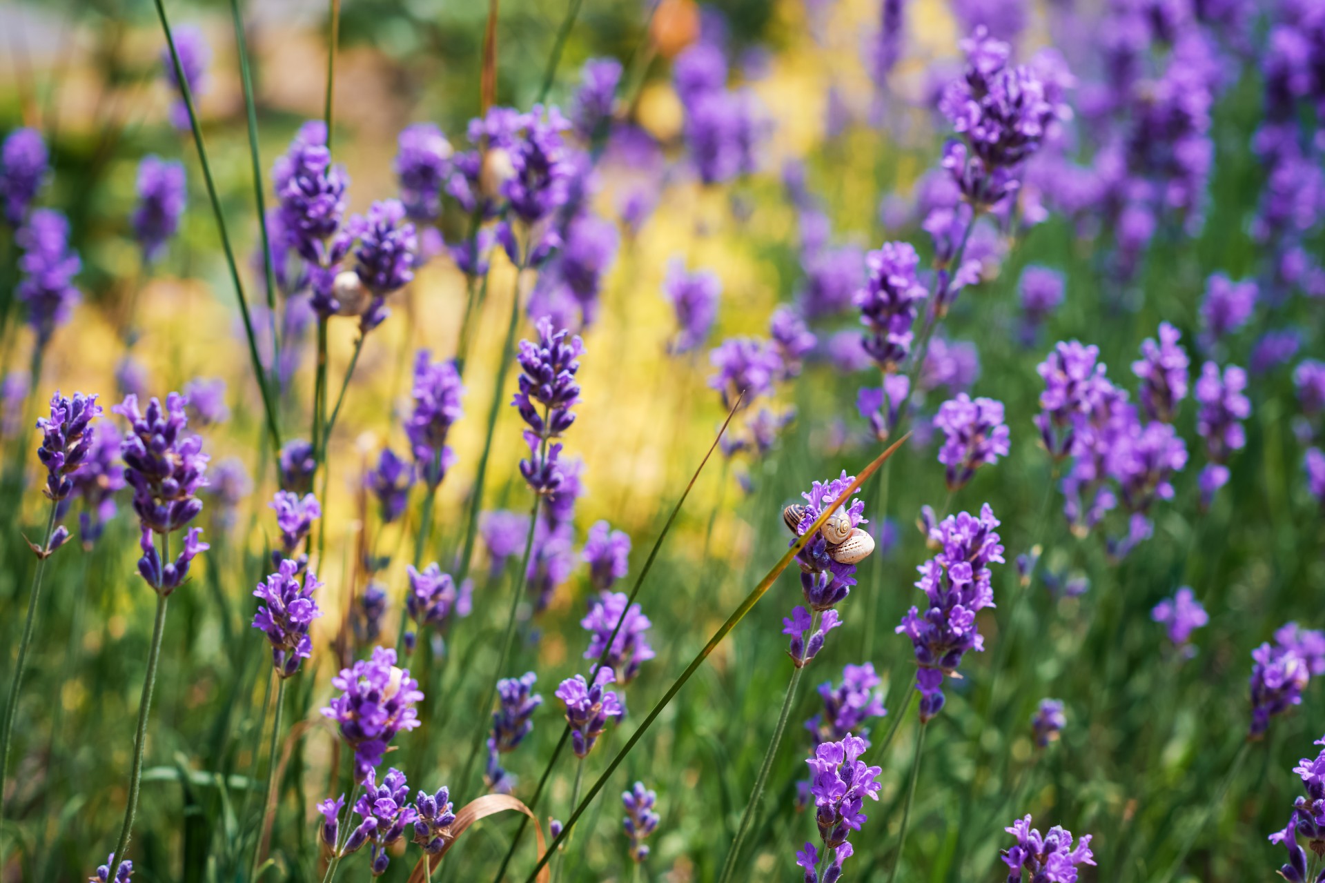 Сакате да пресадите лаванда? Овие грешки можат да го уништат целото растение