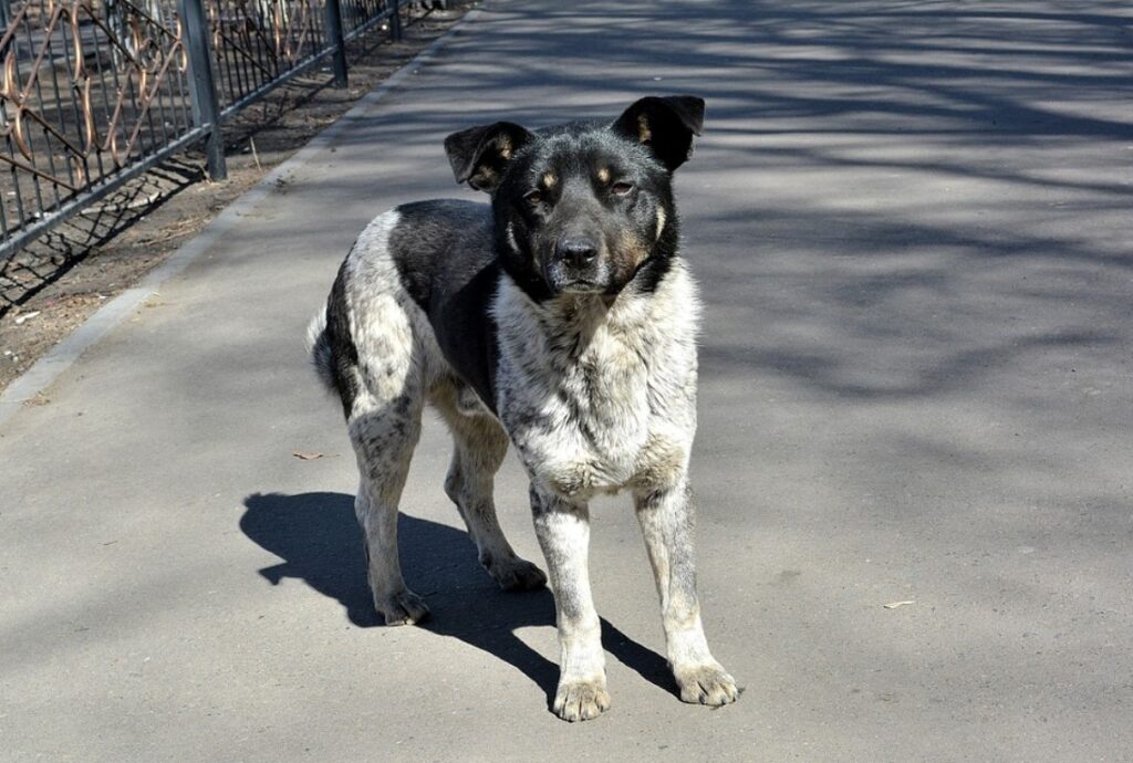 Скопјанка пронашла пет угинати кучиња и една угината лисица – обдукцијата откри дека биле отруени!