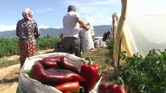 Ѓубривата скапи и ги нема – ако војната потрае ќе останеме без храна