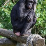 Бонобата сепак не се толку мирни  како што се мислеше