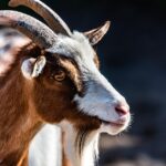 Кози во Бразил преживуваат  200 години без капка вода