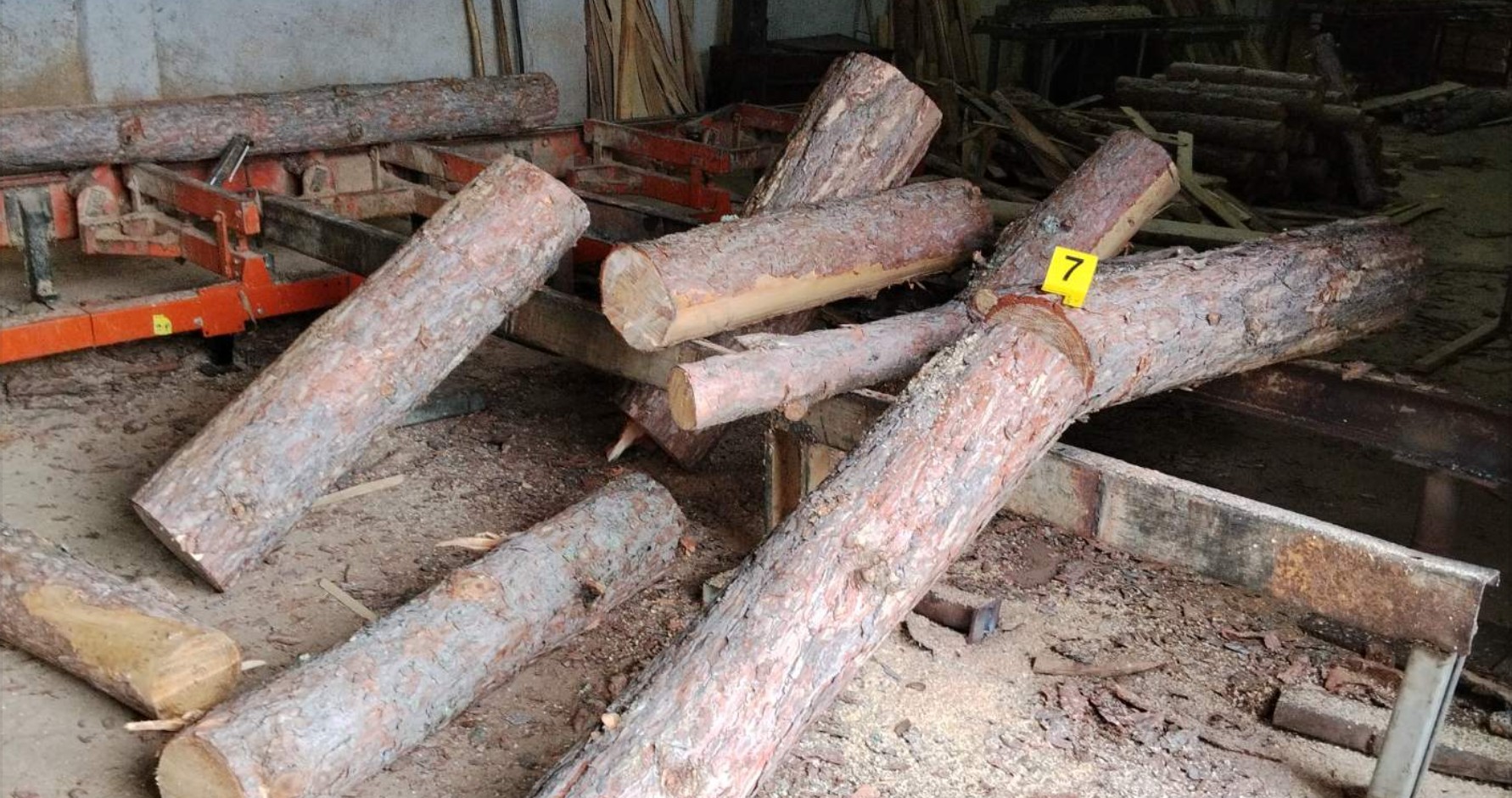 ЗАПЛЕНЕТИ 19 МЕТРИ КУБНИ НЕЛЕГАЛНО ИСЕЧЕНИ ДРВА - голема акција во околината на Делчево