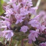 Чајот од мајчина душица e лек за проблематични менструации