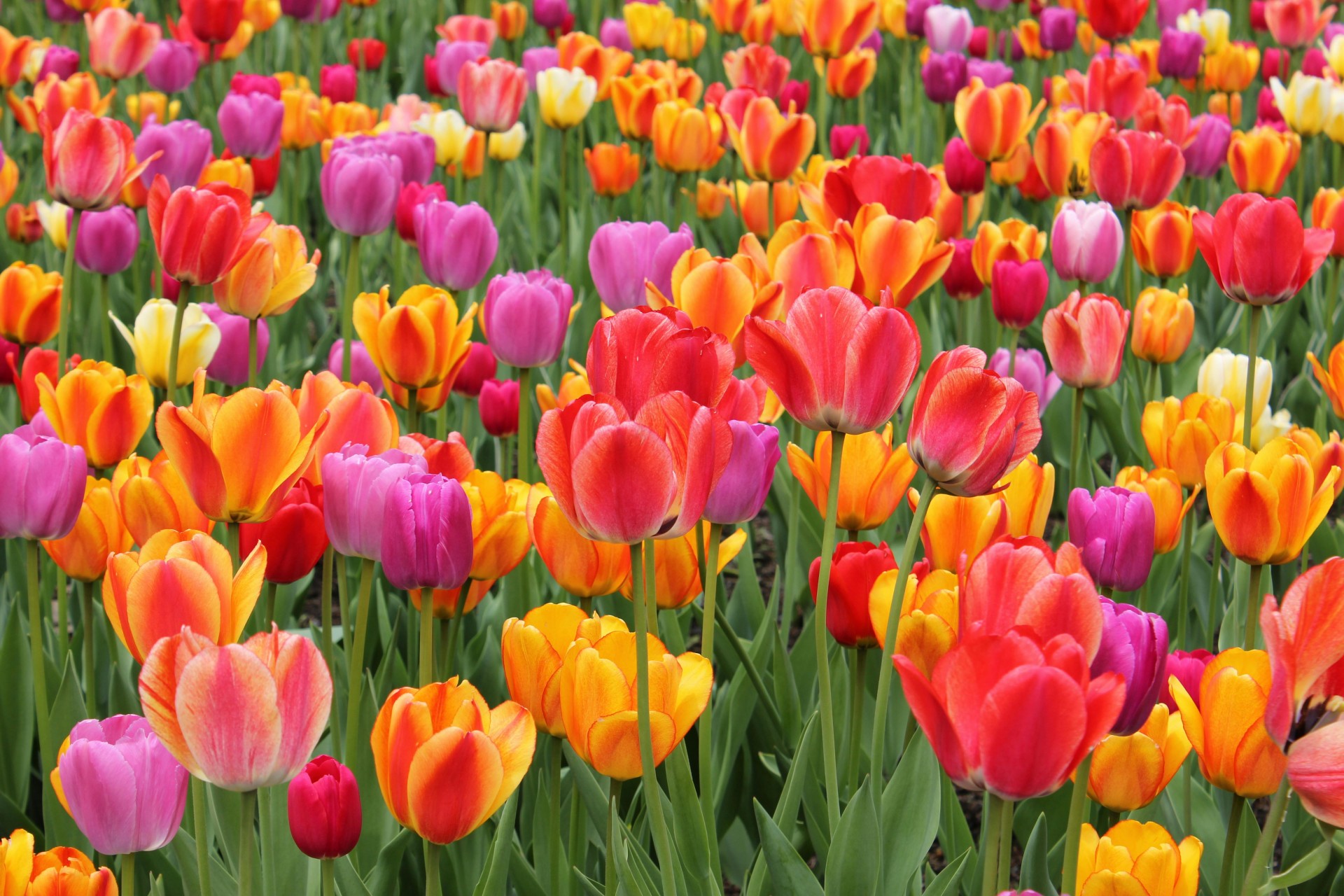 Имате само листови, а не и цвет? Еве зошто лалињата не ви успеваат