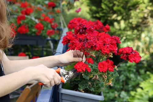 Сите ќе ја гледаат вашата тераса: Капка од ова е доволна за гераниумите да цветаат континуирано до мраз.