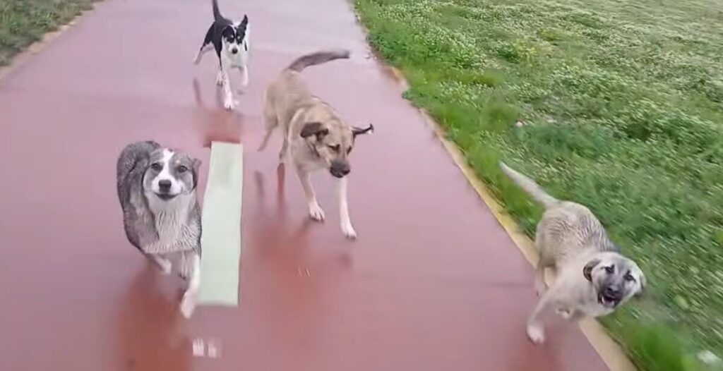 ВИДЕО: Скопјанка алармира, возеше велосипед на кеј ја нападна глутница кучиња