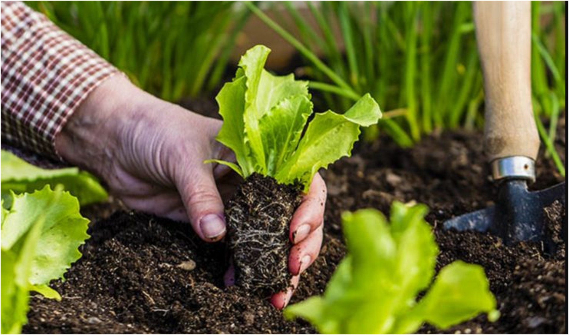 Зеленчук кој се сее директно во земја во април: За 1 месец ќе ви ги даде првите плодови