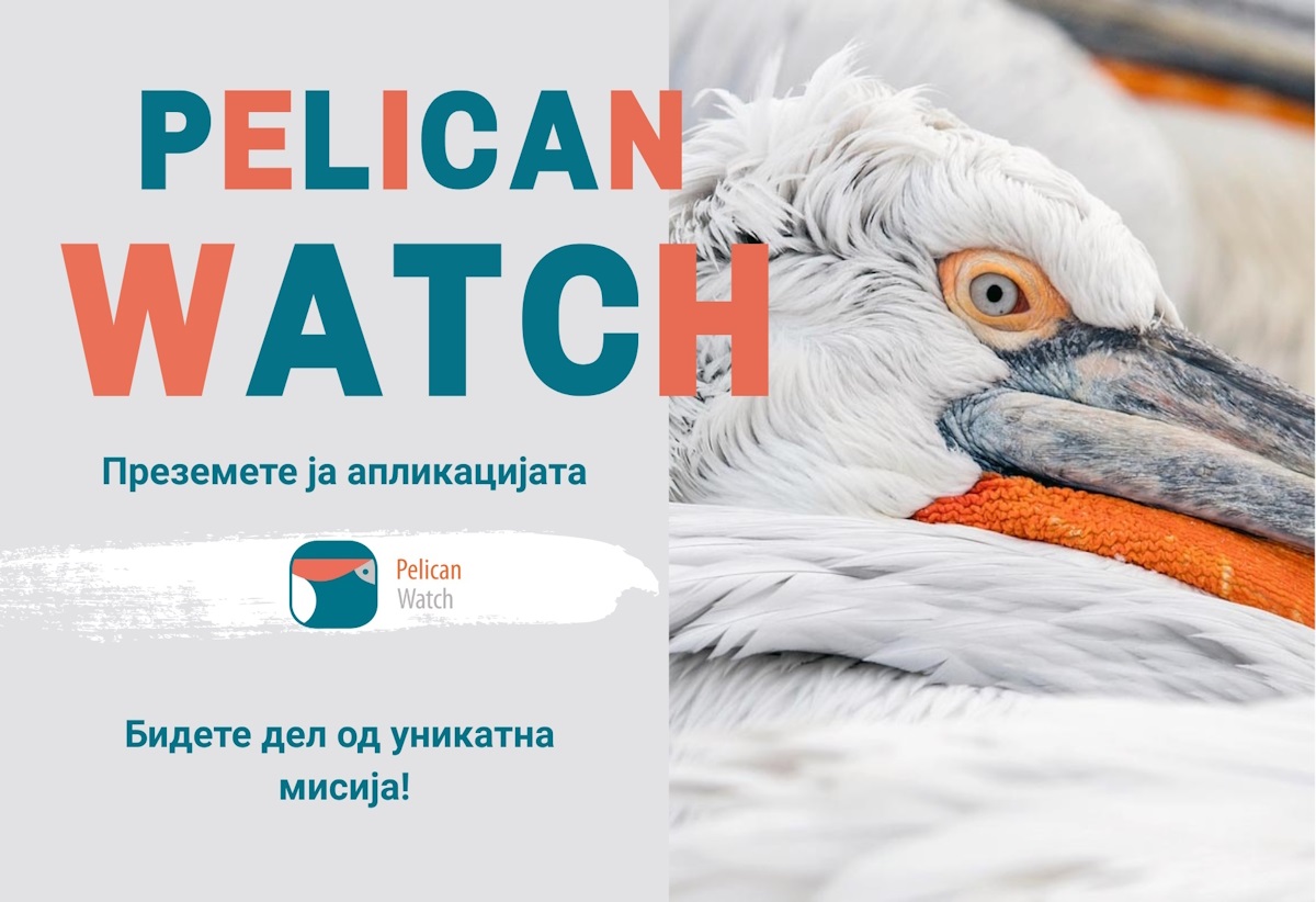 Граѓанска наука во служба на природата: Мобилна апликација за следење и истражување на пеликаните!