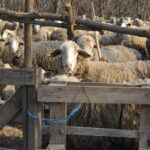 Април – клучен месец за сточарството:  Време за паметни одлуки и превенција