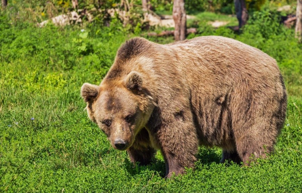 Нов европски проект за заштита на кафеавата мечка на Шар Планина