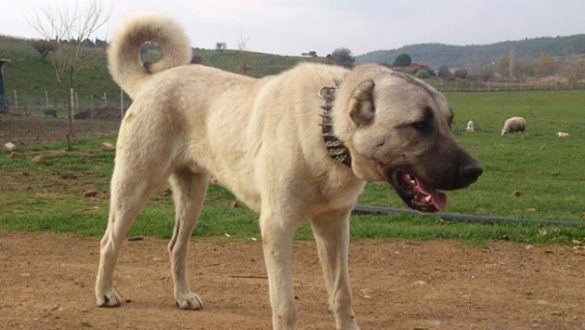 Кривична пријава за лице од струшко Ливада за убивање и мачење животни