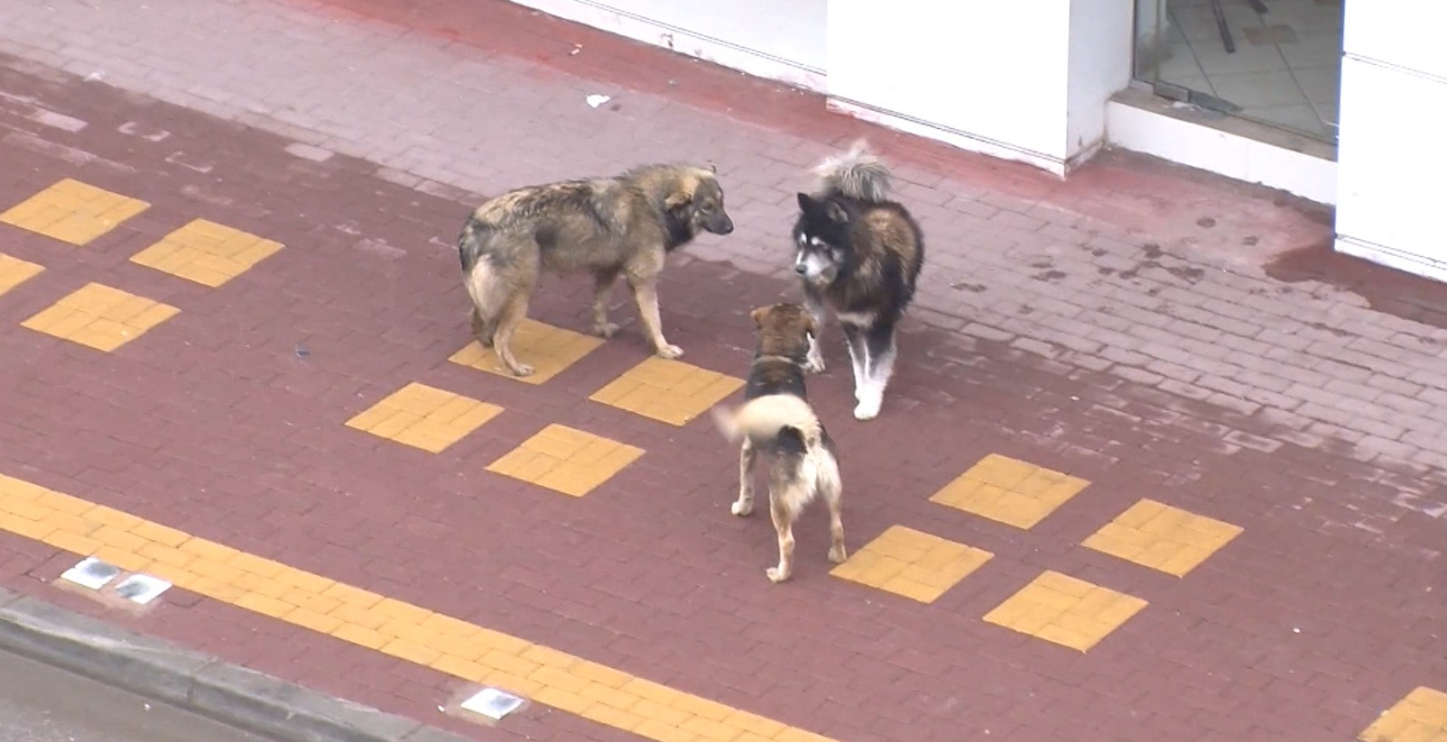 ИПР со регионално решение за кучињата скитници