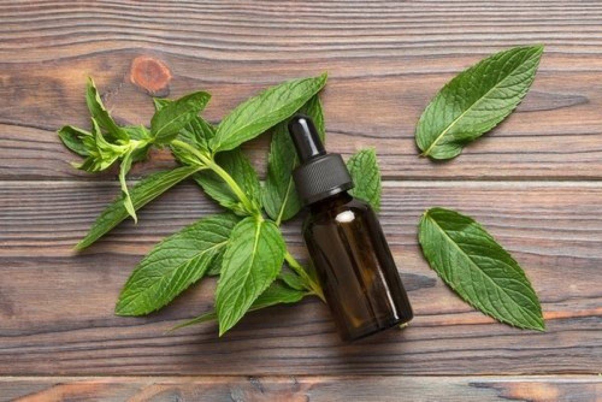 Имате мравки во кујната? Лесни трикови со кои ќе се ослободите од нив за кратко време – без хемикалии или труење