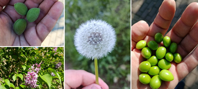 „Полна рака спомени од детството… Денешните деца не посегнуваат да скинат зелени кајсии или сливи“