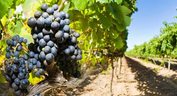 „Глобал  Харвест Инишијатив“: Нема да произведуваме ГМО храна во Македонија, туку ќе му помагаме на локалното население