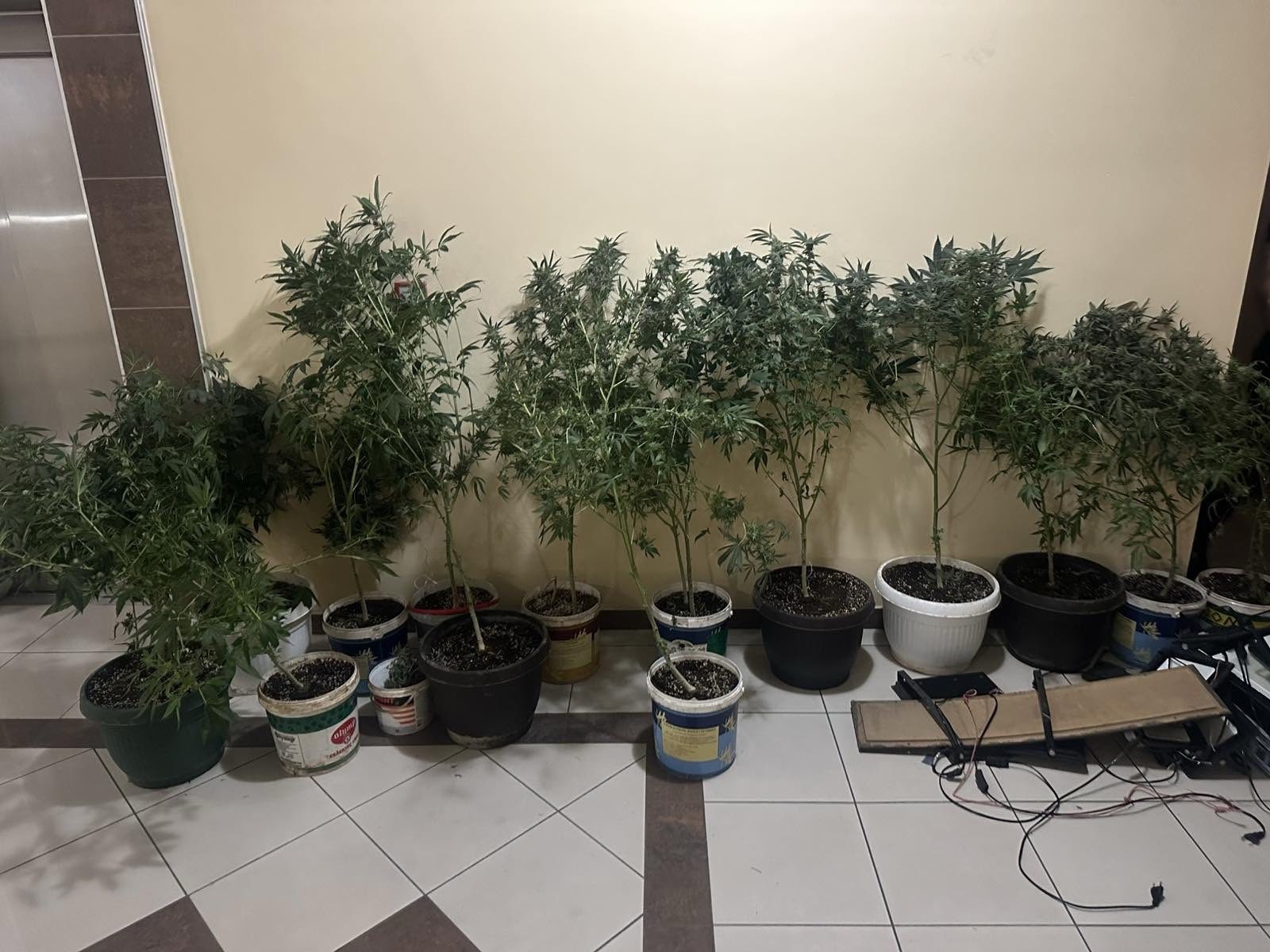 (ВИДЕО) МВР пронајде еден куп саксии со канабис кај скопјанец