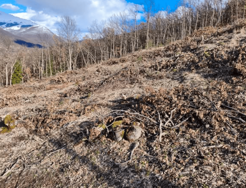 ЌЕ СЕ РЕВИДИРА ПЛАНОТ ЗА ГОЛА СЕЧА: Жителите на Љубојно ги предомислија надлежните за уништувањето на шумата под Пелистер
