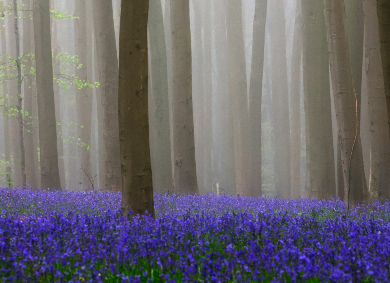 Секоја пролет, шума во близина на Брисел се претвора во оаза од виолетова боја: Погледнете ги нереалните сцени