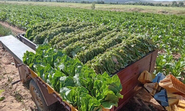 Дали државата се откажува од тутунарите кои садат на туѓи ниви?