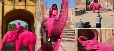 „Го злоупотреби“ – Слон бил офарбан розов, бизарниот потег на фотографка поттикна револт во Индија