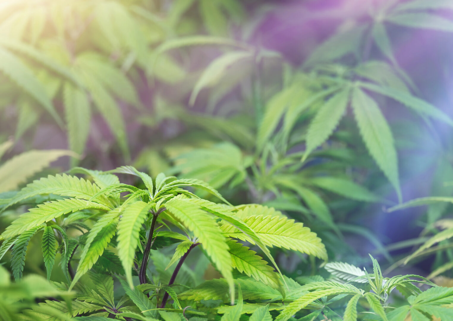 Марихуана и амфетамин пронајдени во подрум во Аеродром – скопјанец под истрага