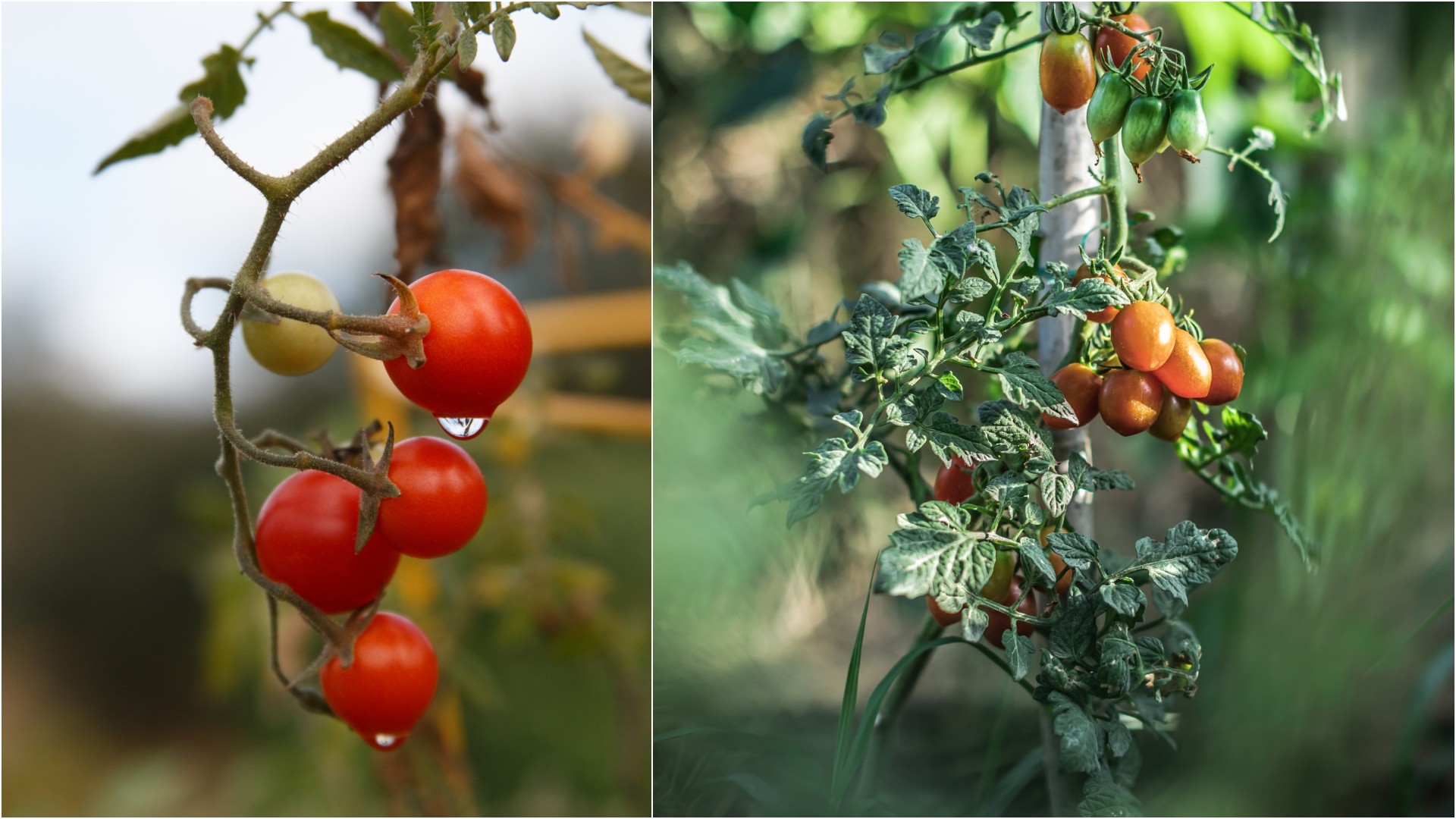 Еве како правилно да се грижите за чери доматите: Сонцето го одредува вкусот, а на овој начин ќе ги имате најсочните плодови