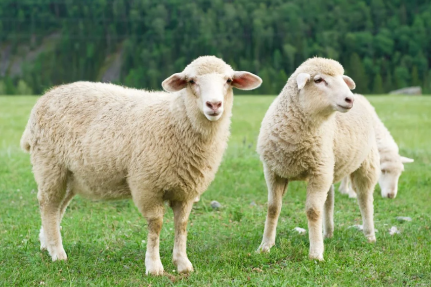 Над 1 милијарда денари исплатени за овчарството