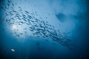Дали имате висок крвен притисок? Често мислиме дека солта е водечка причина, но научниците велат дека може да биде полоша.