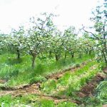 Нега на овоштарникот во месец април