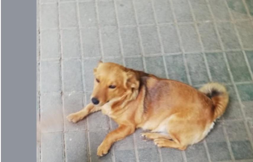 Град Скопје исплатил околу 750.000 евра за напади од бездомни кучиња во 2025 година