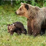 СО НОВ ЕВРОПСКИ ПРОЕКТ ЌЕ СЕ ЗАШТИТУВА КАФЕАВАТА МЕЧКА ВО МАКЕДОНИЈА