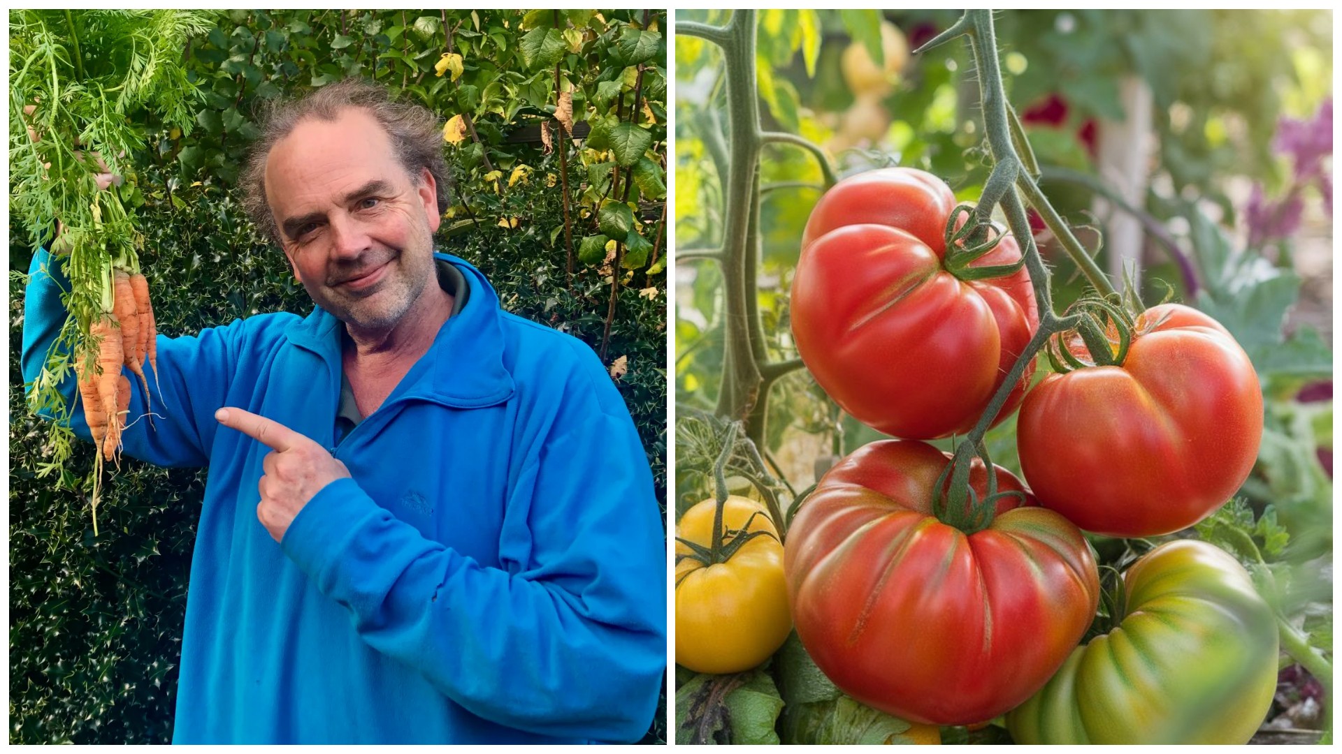 Градинар споделува корисни трикови: Како побрзо да созреат доматите и како да се спасите од штетници?