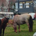 Газдите спијат, ама коњите – не